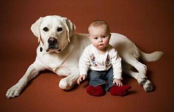 Jokes for Dogs