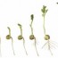 How do seeds grow experiment