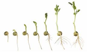 How do seeds grow experiment